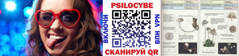 закладки Углегорск Псилоцибиновые грибы Psilocybe